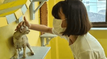 Thailand - PAWS, charity for abandoned and injured cats